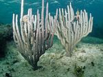 Aquarium Knobby Sea Rod, Eunicea white Photo, description and care, growing and characteristics