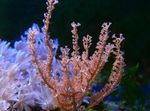 Aquarium Knobby Sea Rod, Eunicea brown Photo, description and care, growing and characteristics