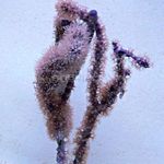 Aquarium Knobby Sea Rod, Eunicea purple Photo, description and care, growing and characteristics