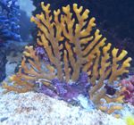 Photo hydroid hydroid Lace Stick Coral characteristics