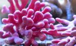 Aquarium Lace Stick Coral hydroid, Distichopora pink Photo, description and care, growing and characteristics