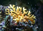 Akvarij Čipke Stick Coral hydroid, Distichopora rumena fotografija, opis in nega, rast in značilnosti