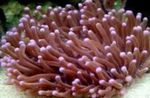 A Gran Tentáculos Placa De Coral (Anémona De Coral De Setas)