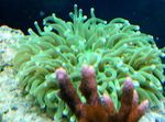 Akvárium Nagy Csápos Lemez Korall (Anemone Gomba Korall), Heliofungia actiniformes zöld fénykép, leírás és gondoskodás, növekvő és jellemzők