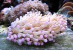 Akvárium Nagy Csápos Lemez Korall (Anemone Gomba Korall), Heliofungia actiniformes rózsaszín fénykép, leírás és gondoskodás, növekvő és jellemzők
