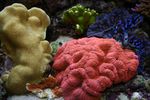 Flikete Hjerne Korall (Åpen Hjerne Korall)