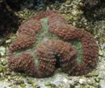 Aquarium Lobed Brain Coral (Open Brain Coral), Lobophyllia brown Photo, description and care, growing and characteristics
