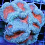 Akvarium Flikete Hjerne Korall (Åpen Hjerne Korall), Lobophyllia lyse blå Bilde, beskrivelse og omsorg, voksende og kjennetegn