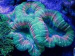 Akvarium Flikete Hjerne Korall (Åpen Hjerne Korall), Lobophyllia grønn Bilde, beskrivelse og omsorg, voksende og kjennetegn