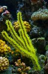 Aquarium Menella sea fans green Photo, description and care, growing and characteristics