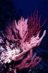 Acuario Menella abanicos de mar rosa Foto, descripción y cuidado, cultivación y características