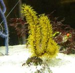 Acuario Menella abanicos de mar amarillo Foto, descripción y cuidado, cultivación y características