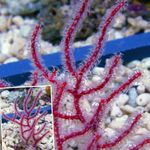 Aquarium Menella sea fans red Photo, description and care, growing and characteristics