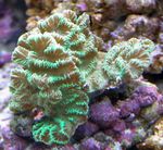 Akvárium Merulina Koralov  vlastnosti a fotografie