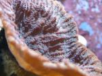 Akvaario Merulina Koralli  ominaisuudet ja kuva