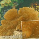Aquarium Merulina Korallen  Merkmale und Foto