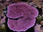 Aquarium Montipora Colored Coral purple Photo, description and care, growing and characteristics