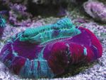 Akwarium Koral Mózg Otwarty  charakterystyka i zdjęcie