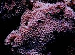 Aquarium Organ Pipe Coral  characteristics and Photo