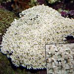 Acvariu Organ Coral Țeavă  caracteristici și fotografie