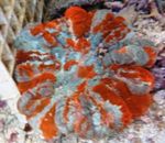 水族馆 猫头鹰的眼睛珊瑚（按钮珊瑚）, Cynarina lacrymalis 杂色 照, 描述 和 关怀, 成长 和 特点