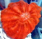 Akvarium Ugle Øye Korall (Knapp Koraller), Cynarina lacrymalis rød Bilde, beskrivelse og omsorg, voksende og kjennetegn