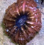 Akvarium Ugle Øye Korall (Knapp Koraller), Cynarina lacrymalis brun Bilde, beskrivelse og omsorg, voksende og kjennetegn