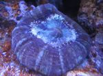 Акваријум Owl Eye Coral (Button Coral), Cynarina lacrymalis љубичаста фотографија, опис и брига, растуће и карактеристике