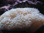Akvarij Biser Coral  značilnosti in fotografija