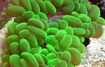 水族館 真珠珊瑚, Physogyra 緑色 フォト, 説明 と ケア, 成長 と 特性