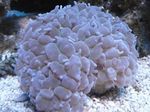 Aquarium Pearl Coral  characteristics and Photo