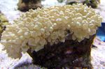 Aquarium Parel Koraal, Physogyra geel foto, beschrijving en zorg, groeiend en karakteristieken