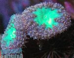 Akvarium Ananas Korall  kjennetegn og Bilde