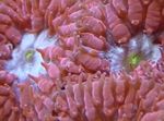 Aquarium Pineapple Coral, Blastomussa red Photo, description and care, growing and characteristics