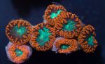 Aquarium Pineapple Coral, Blastomussa brown Photo, description and care, growing and characteristics