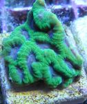 Akvarij Ananas Koral (Luna Coral), Favites zelen fotografija, opis in nega, rast in značilnosti