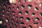 Akvariumas Ananasų Koralų (Mėnulis Koralų), Favites rudas Nuotrauka, aprašymas ir kad, augantis ir charakteristikos