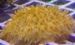 Aquarium Plate Coral (Mushroom Coral), Fungia yellow Photo, description and care, growing and characteristics