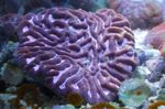 Fiskabúr Platygyra Coral  einkenni og mynd