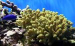 Porites Coral