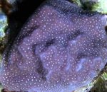 Fiskabúr Porites Coral  einkenni og mynd