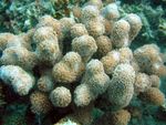 Aquarium Porites Coral brown Photo, description and care, growing and characteristics