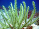 水族館 Pterogorgia 海のファン 緑色 フォト, 説明 と ケア, 成長 と 特性
