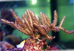 水族館 Pterogorgia 海のファン ブラウン フォト, 説明 と ケア, 成長 と 特性