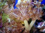 Aquarium Pump Xenia (Winkenden Hand, Dicken Stamm) braun Foto, Beschreibung und kümmern, wächst und Merkmale