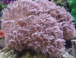Aquarium Pump Xenia (Winkenden Hand, Dicken Stamm) pink Foto, Beschreibung und kümmern, wächst und Merkmale