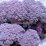 Acuario Xenia Bombeo (Mano Agitar, Tallo Grueso) púrpura Foto, descripción y cuidado, cultivación y características