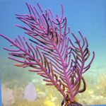 Photo sea fans sea fans Purple Brush Gorgonian characteristics