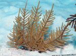 fotoğraf deniz fanlar deniz fanlar Mor Kırbaç Gorgonian özellikleri