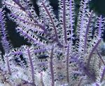 Аквариум Лилаво Камшик Gorgonian морски фенове, Pseudopterogorgia лилаво снимка, описание и грижа, култивиране и характеристики